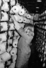 Cotton store